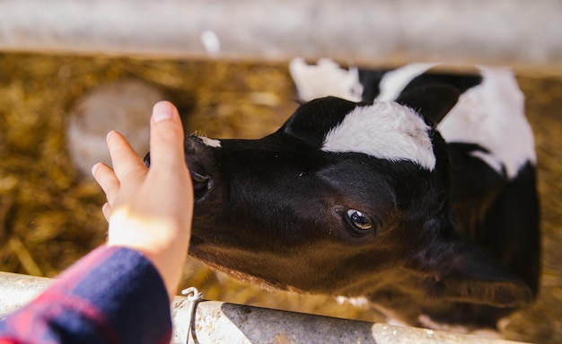 Een jonge stier staat in de schuur De hand van een vrouw aait een kalf in zwart-wit Veeteelt Landbouwindustrie
