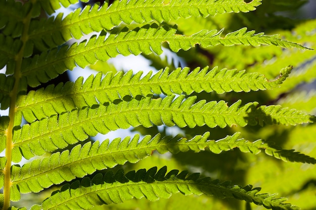 Een jonge varenplant waarvan de bladeren worden verlicht door zonlicht en transparant lijken, close-up