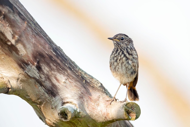 Een jonge vogel De blauwborst Luscinia svecica