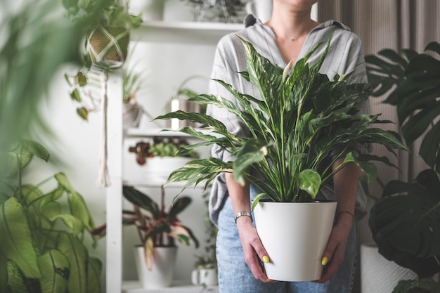 Een jonge vrouw houdt van het verzorgen van bloemen, het water geven aan binnenplanten en het bewonderen van hun gevarieerde kleuren