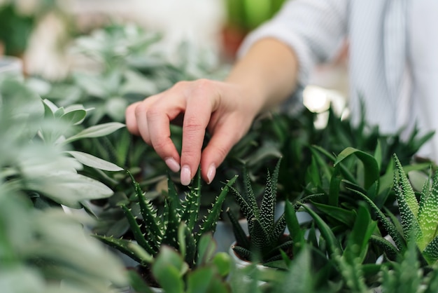 Een jonge vrouw kiest vetplanten voor haar huis. Thuisplanten kopen.