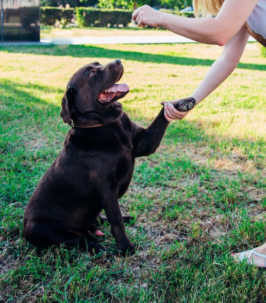 Een jonge vrouw loopt in een openbaar park met een hond. Een bruine Labrador geeft een poot aan de eigenaar.