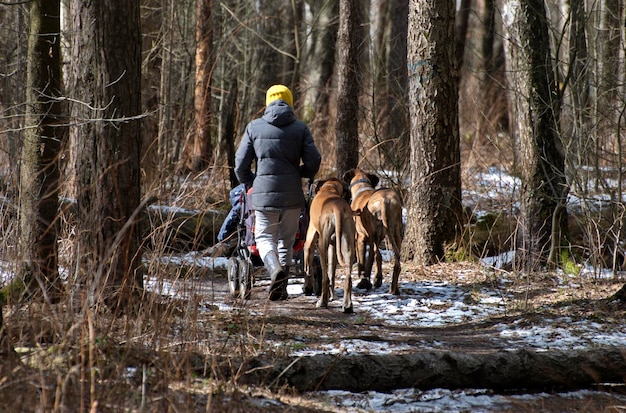 Een jonge vrouw met een kinderwagen en twee grote honden loopt langs een bospad