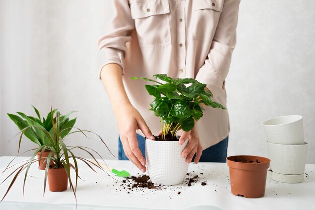 Een jonge vrouw transplanteert een kamerplant. Het concept van plantenverzorging