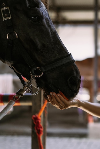 Een jonge vrouw voert wortelen aan een paard.