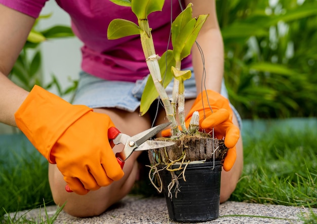 Foto een jonge vrouw zorgt voor de tuin, water geeft, bemest en snoeit planten.