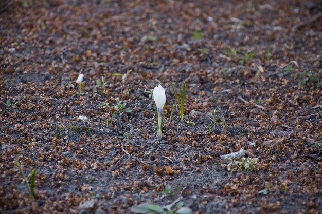 Een jonge witte bloem groeit uit de aarde