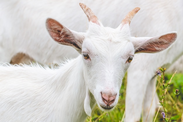 Een jonge witte geit met hoorns