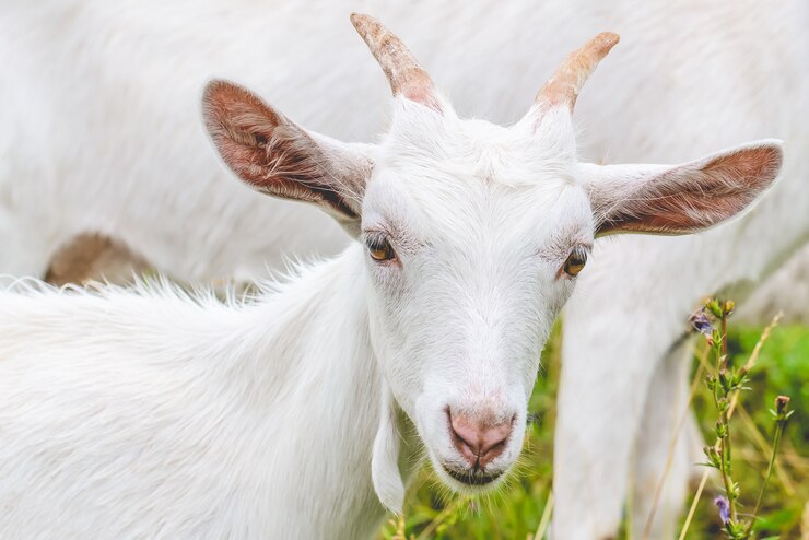 Foto een jonge witte geit met hoorns