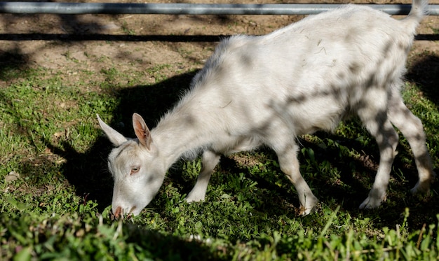 Een jonge witte geit op een ranch op het platteland