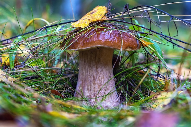 Foto een jonge witte paddenstoel in het gras op een open plek in het bos