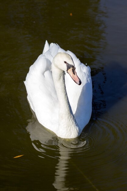 Een jonge witte zwaan drijft op het meer voor stukjes brood.