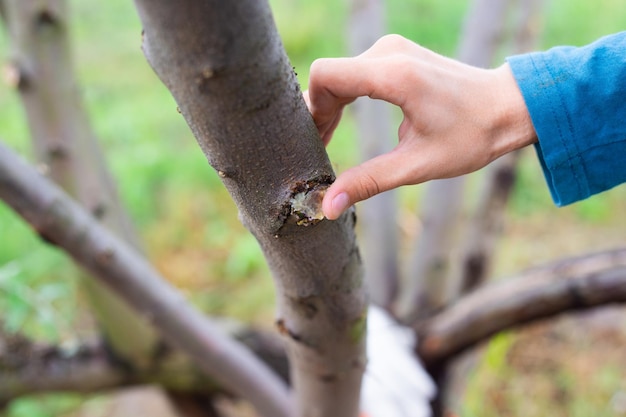 Een jongen bedekt een wond aan een boom met tuinwas na het snijden van de takken Tuinverzorging