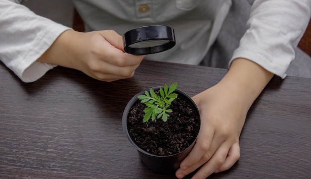 Een jongen bekijkt een bloem in een pot door een vergrootglas