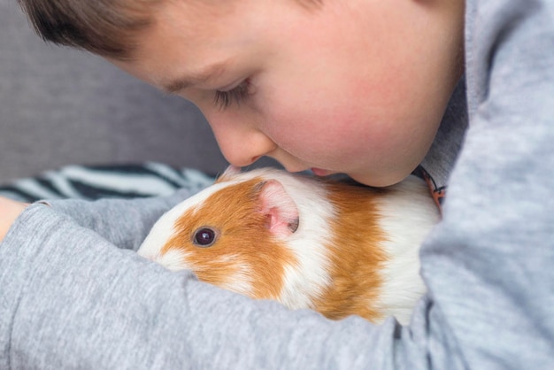 Een jongen met zijn cavia Een jongen knuffelt een cavia