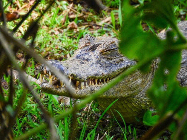 Een kaaiman aan de oevers van een lagune, Amazonia, Ecuador