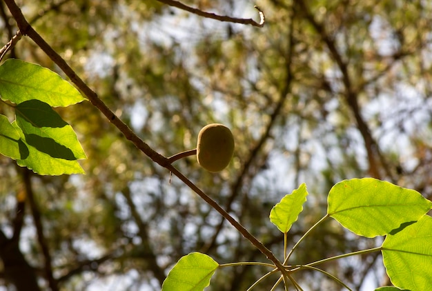 Een kaarsnootfruit Aleurites moluccana en groene bladeren ondiepe focus