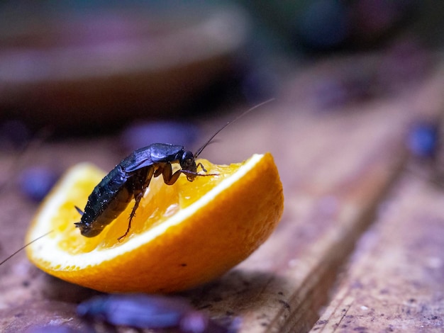 Een kakkerlak op een schijfje sinaasappel