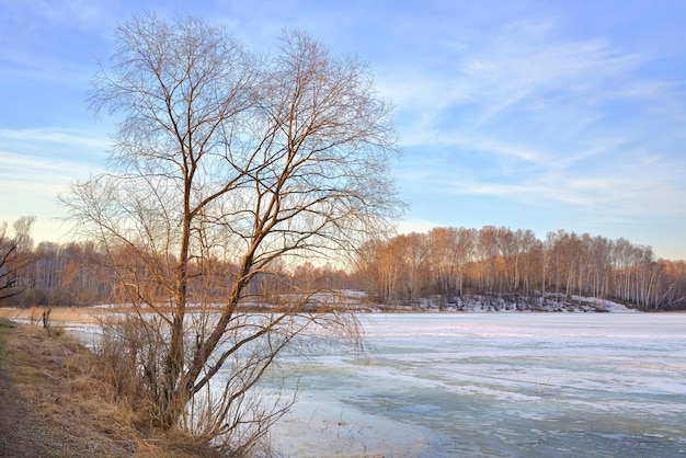 Een kale boom aan de oever van een bevroren meer ijs op het oppervlak van het stuwmeer in de lente siberië