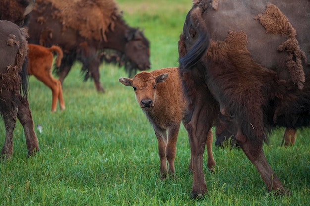 Een kalf en moeder bison in het natuurreservaat Askania Nova Oekraïne