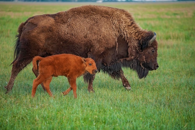 Foto een kalf en moeder bison in het natuurreservaat askania nova oekraïne