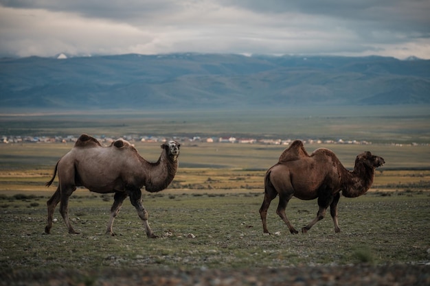 Foto een kameel graast in de steppe van het altai-gebergte