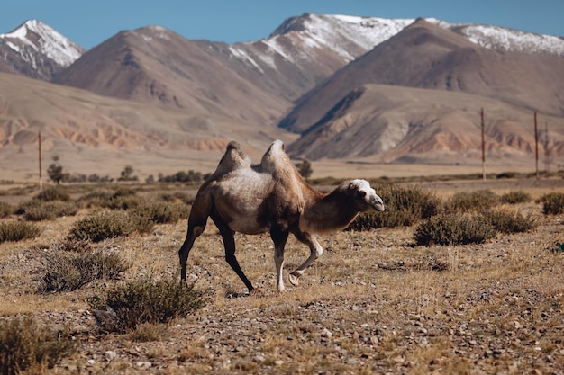 Een kameel met twee bulten graast in een met gras begroeide open plek in de buurt van hoge rotsachtige bergen onder een zomerse blauwe hemel