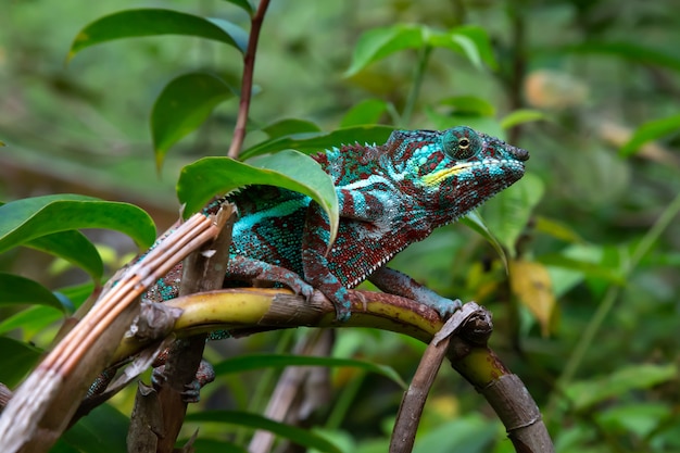 Een kameleon beweegt zich langs een tak in een regenwoud in Madagaskar