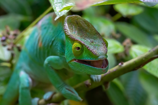 Een kameleon beweegt zich langs een tak in een regenwoud in madagaskar