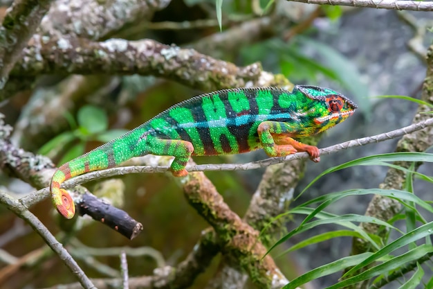 Een kameleon beweegt zich langs een tak in een regenwoud in Madagaskar