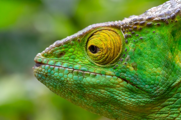 Een kameleon in close-up in een nationaal park op Madagaskar