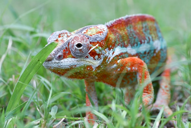 Een kameleon in het gras met een blad in zijn bek