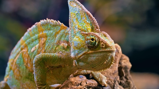 Een kameleon met een groene kop en een gele kop