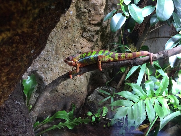 Een kameleon zit op een tak in een terrarium.