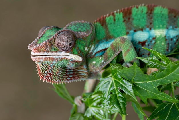 Een kameleon zit op een tak met gesloten ogen.