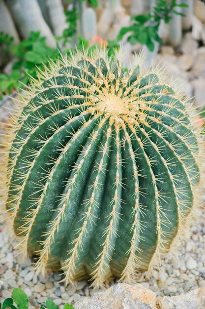 Een kamerplant Een grote stekelige cactus in de vorm van een bal Natuurlijke achtergrond De textuur van rijen doornen Abstracte textuur