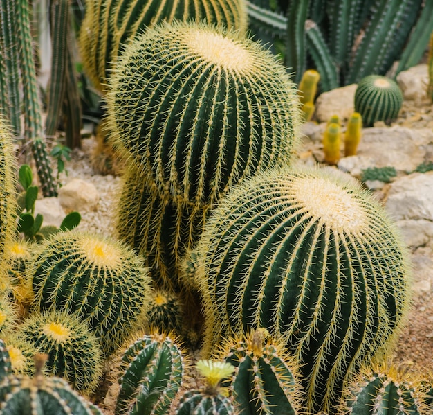 Een kamerplant Een grote stekelige cactus in de vorm van een bal Natuurlijke achtergrond De textuur van rijen doornen Abstracte textuur