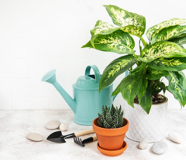 Een kamerplant in bloempotten en groene gieter op tafel