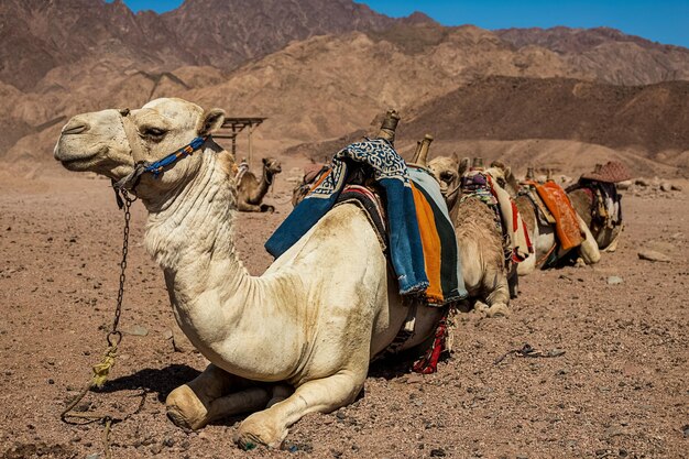 Een karavaan kamelen rust in de woestijn tegen de achtergrond van hoge bergen egypte