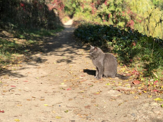 Een kat die in een bos zit.