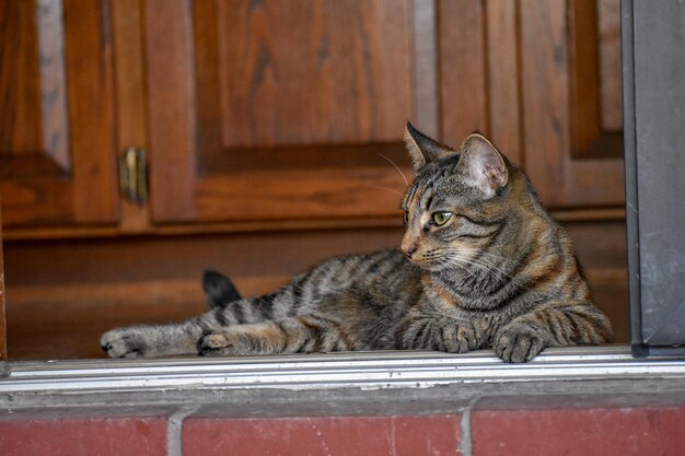 Foto een kat die in een deuropening rust