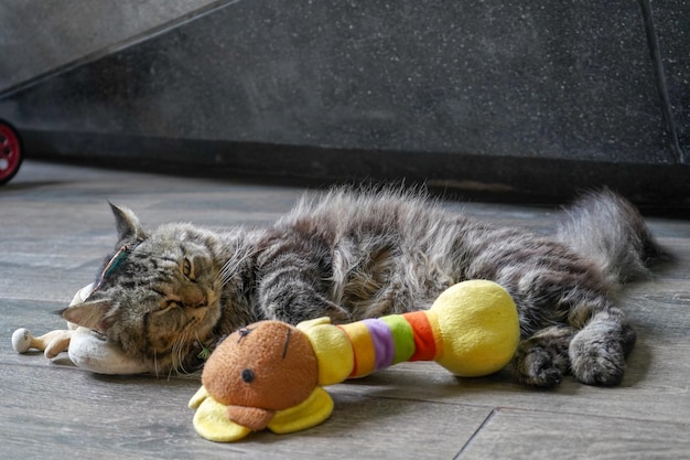 Foto een kat die in een speelgoed slaapt