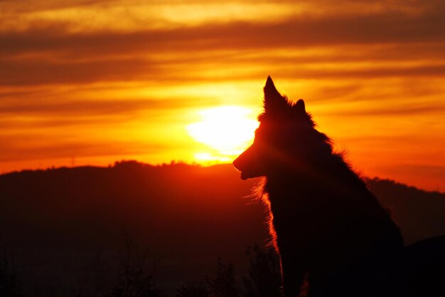 Foto een kat die naar de zonsondergang kijkt.