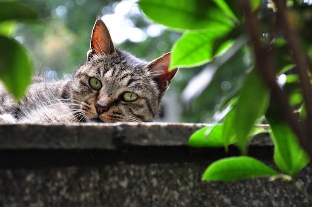 Een kat die op de muur speelt, schattig ondeugend