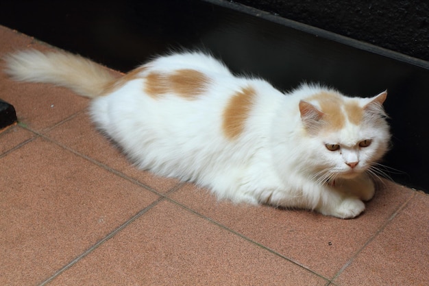 Een kat die op de terrasvloer ligt