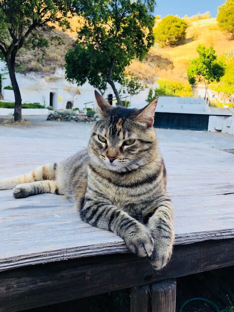 Foto een kat die op een boom zit.