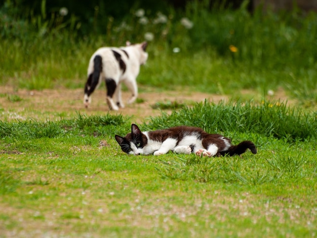 Een kat die op een grasveld ligt.