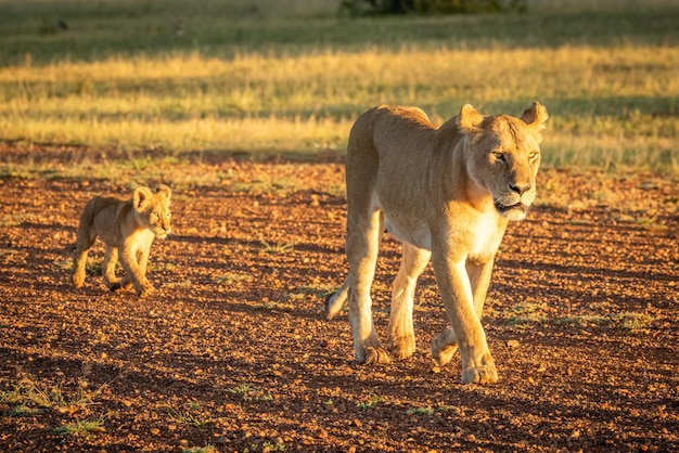 Een kat die op een land ligt.