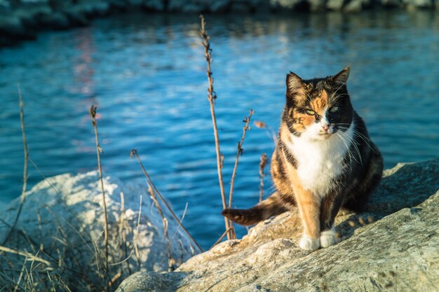 Een kat die op een rots zit.