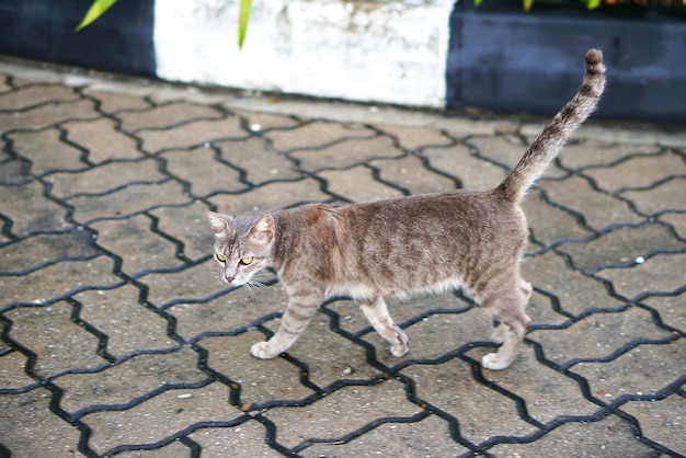 Een kat die op straat loopt.